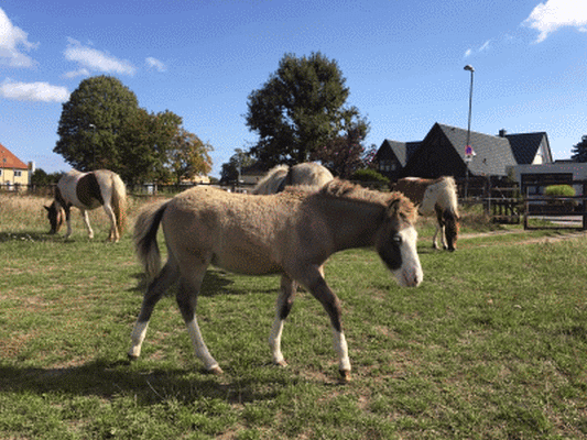 Klicken Sie in das Bild, um die Großansicht aufzurufen